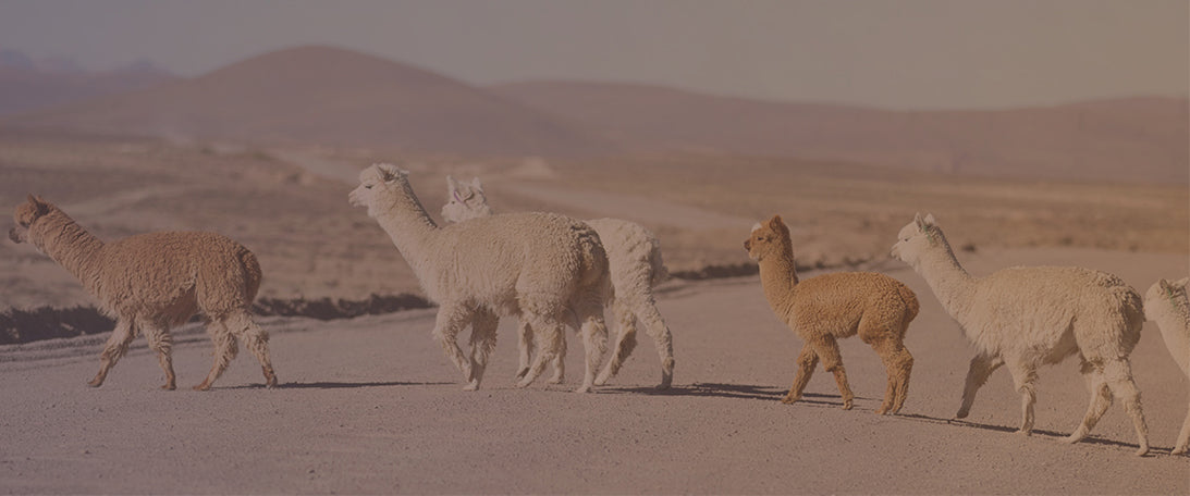 Alpaca Wool Is Ethical and Eco-Friendly