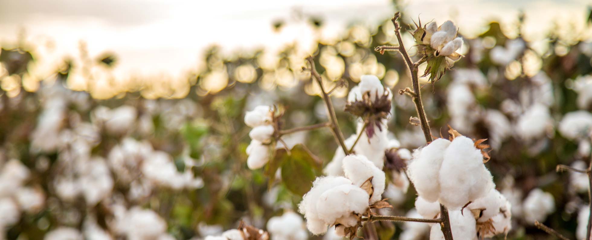 Women's Organic Pima Cotton Chemical-Free Bralette – Aya Eco